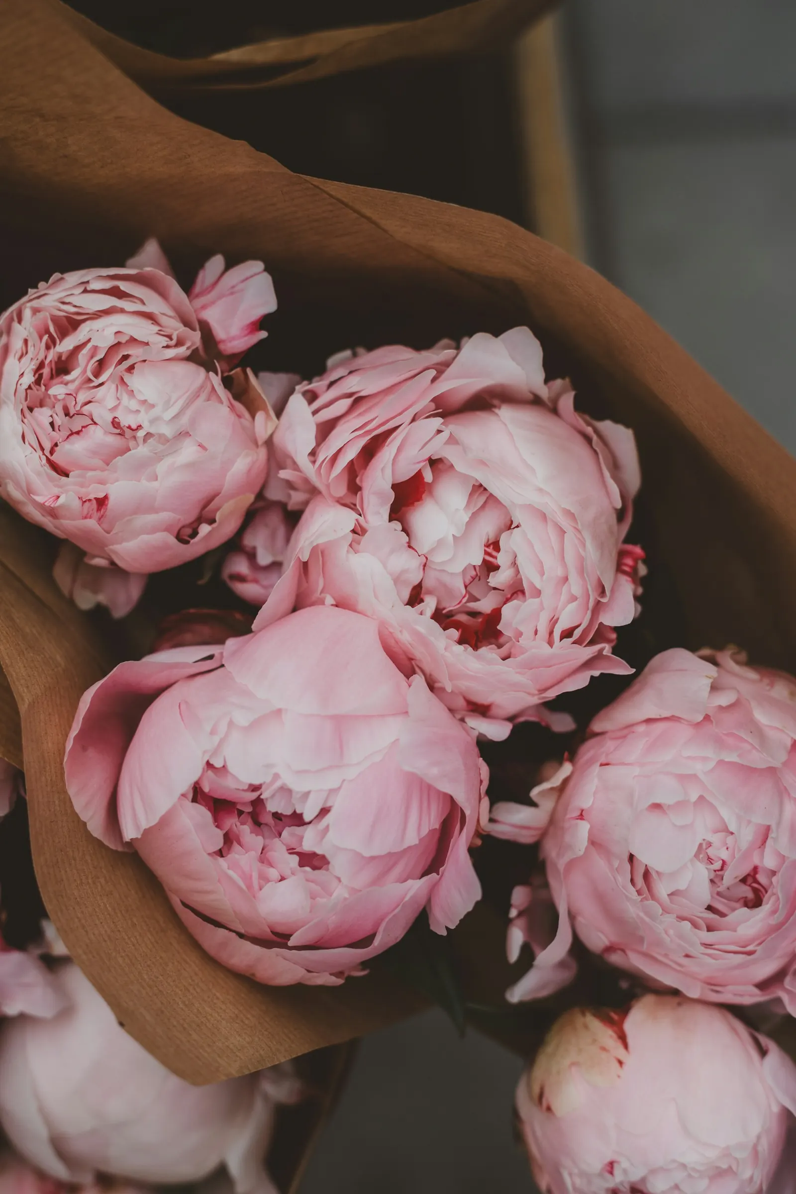 Soft pink peonies
